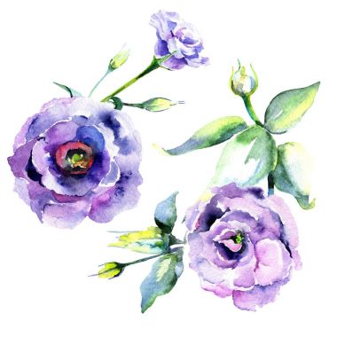 Kır çiçeği eustoma çiçek izole bir suluboya tarzında.