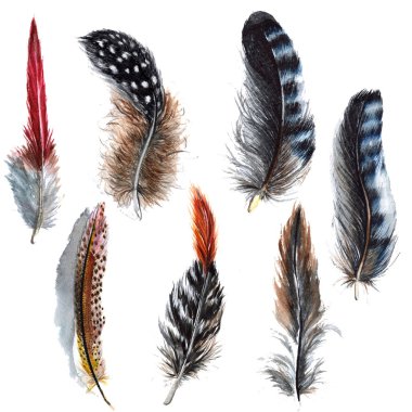 Suluboya kuş tüyü izole kanat üzerinden.