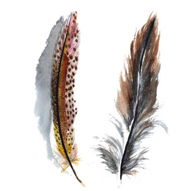 Suluboya kuş tüyü izole kanat üzerinden.