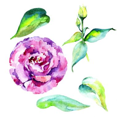 Kır çiçeği eustoma çiçek izole bir suluboya tarzında.