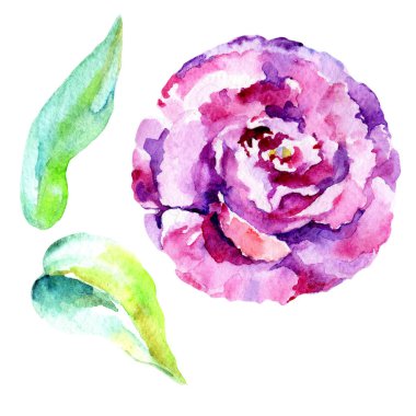 Kır çiçeği eustoma çiçek izole bir suluboya tarzında.