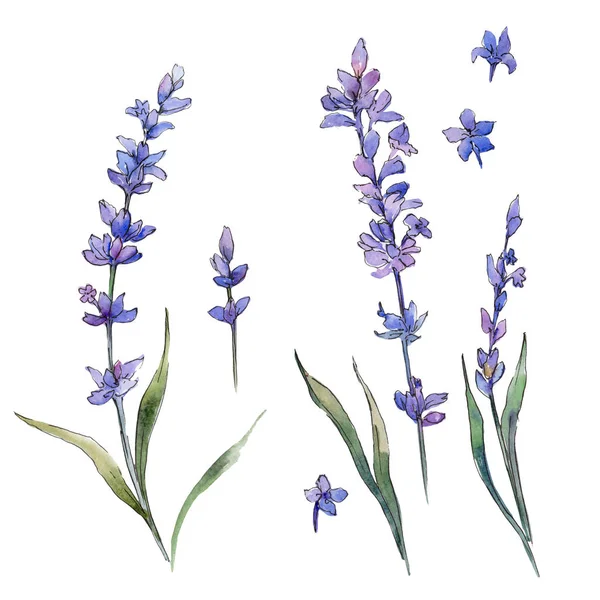 Wildflower lavander flower in a watercolor style isolated. — Stock Photo, Image