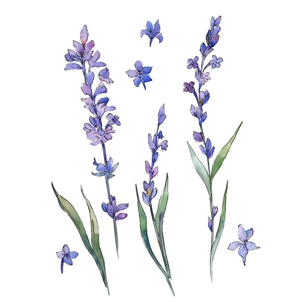 Flor lavander Wildflower em um estilo aquarela isolado . — Fotografia de Stock