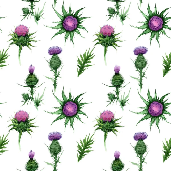 Kır çiçeği budyak çiçek deseni suluboya tarzında.