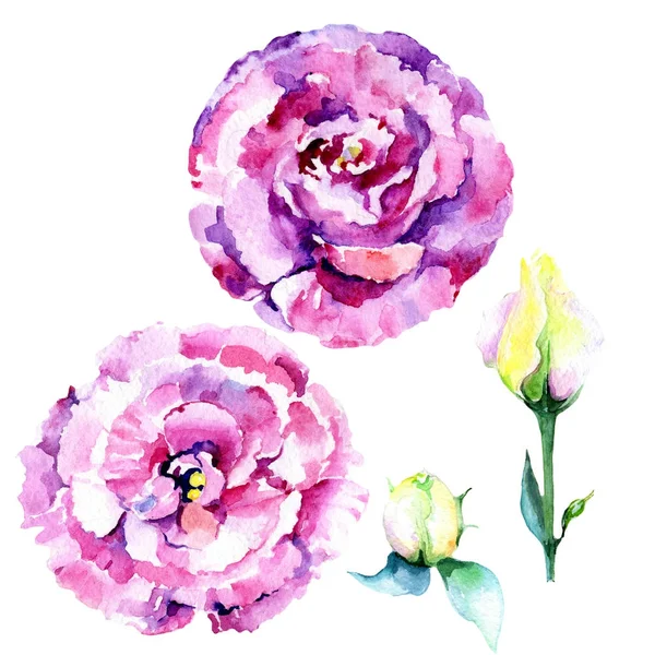 Wildblume Eustoma Blume in einem Aquarell-Stil isoliert. — Stockfoto