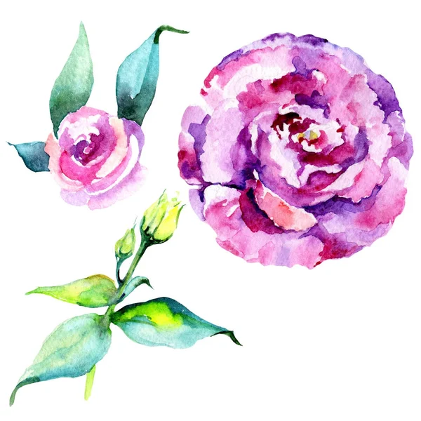 Kır çiçeği eustoma çiçek izole bir suluboya tarzında.