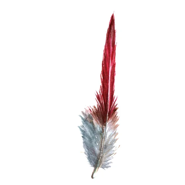 Akvarell fågel fjäder från wing isolerade. — Stockfoto