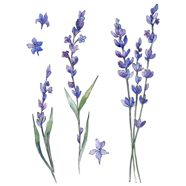 Kır çiçeği lavanta çiçek izole bir suluboya tarzında.
