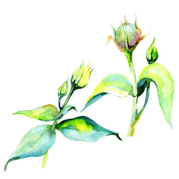 Bunga liar eustoma bunga dalam gaya cat air terisolasi . — Stok Foto