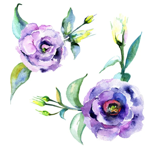 Kır çiçeği eustoma çiçek izole bir suluboya tarzında.