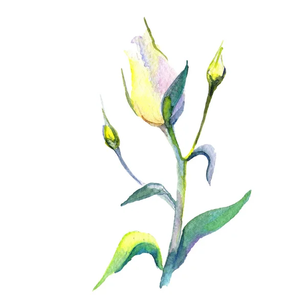 Wildflower eustoma kwiat w stylu przypominającym akwarele na białym tle. — Zdjęcie stockowe