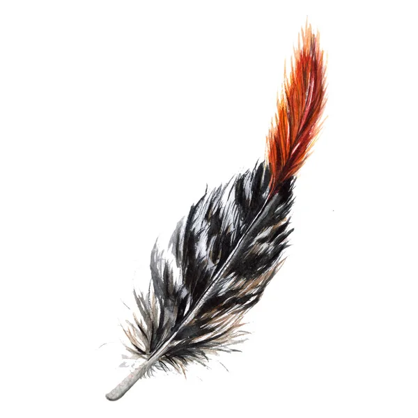 Watercolor bird feather from wing isolated. — Stock Photo, Image