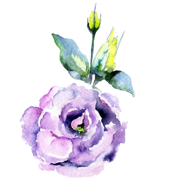 Flor eustoma Wildflower em um estilo aquarela isolado . — Fotografia de Stock