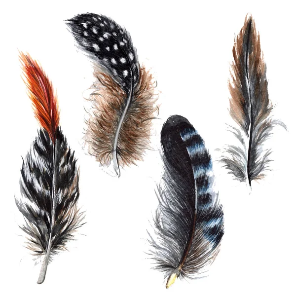 Suluboya kuş tüyü izole kanat üzerinden.