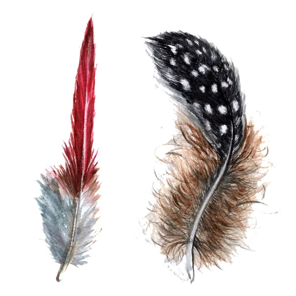 Suluboya kuş tüyü izole kanat üzerinden.