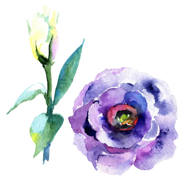 Wildflower eustoma flower in a watercolor style isolated. — Stock Photo, Image