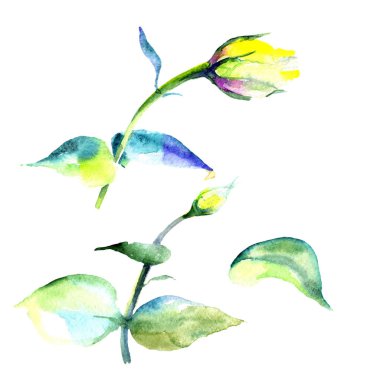 Kır çiçeği eustoma çiçek izole bir suluboya tarzında.