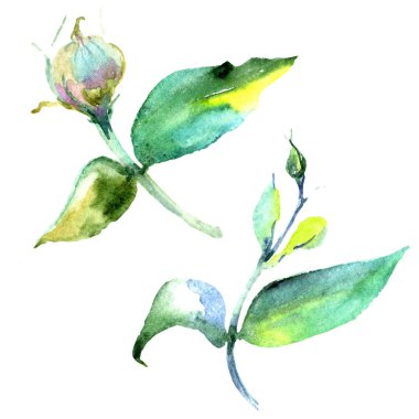 Kır çiçeği eustoma çiçek izole bir suluboya tarzında.