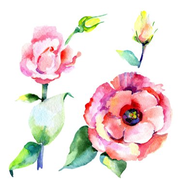 Kır çiçeği eustoma çiçek izole bir suluboya tarzında.