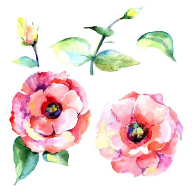 Kır çiçeği eustoma çiçek izole bir suluboya tarzında.