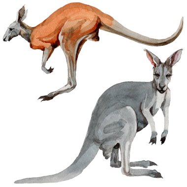 Egzotik kanguru vahşi hayvan izole bir suluboya tarzında.