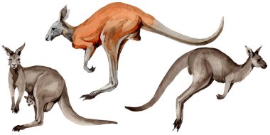 Egzotik kanguru vahşi hayvan izole bir suluboya tarzında.