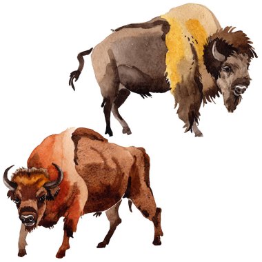 Egzotik bizon yabani hayvan izole bir suluboya tarzında.