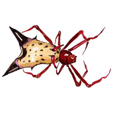 Egzotik örümcek vahşi böcek izole bir suluboya tarzında.