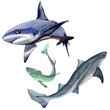 Köpekbalığı vahşi balık izole bir suluboya tarzında.