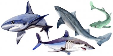 Köpekbalığı vahşi balık izole bir suluboya tarzında.