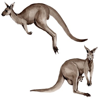 Egzotik kanguru vahşi hayvan izole bir suluboya tarzında.