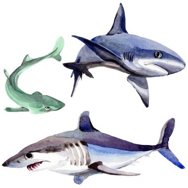 Köpekbalığı vahşi balık izole bir suluboya tarzında.