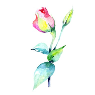 Kır çiçeği eustoma çiçek izole bir suluboya tarzında.