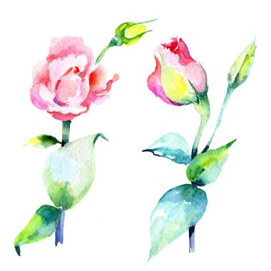 Kır çiçeği eustoma çiçek izole bir suluboya tarzında.