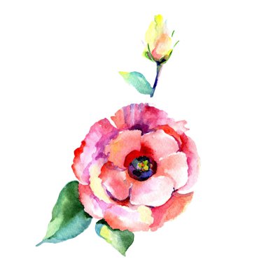 Kır çiçeği eustoma çiçek izole bir suluboya tarzında.