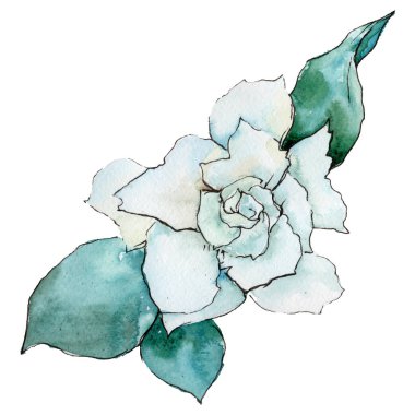 Kır çiçeği gardenya çiçek izole bir suluboya tarzında.