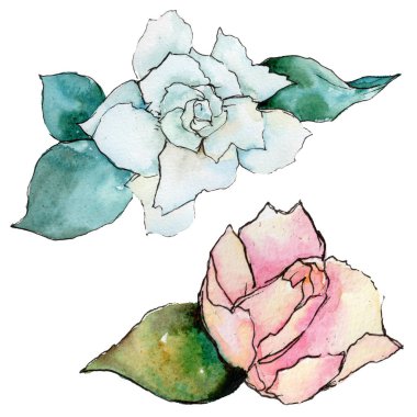 Kır çiçeği gardenya çiçek izole bir suluboya tarzında.