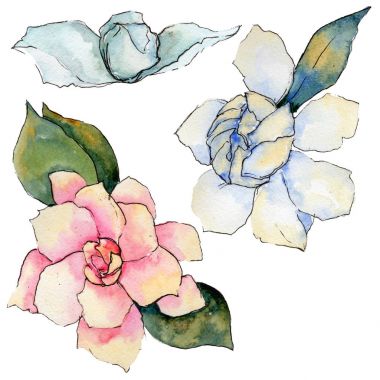 Kır çiçeği gardenya çiçek izole bir suluboya tarzında.