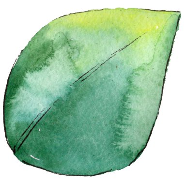 Kır çiçeği yaprağı gardenya çiçek izole bir suluboya tarzında.