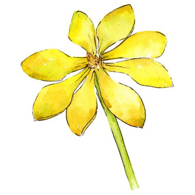 Kır çiçeği gardenya çiçek izole bir suluboya tarzında.