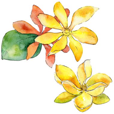 Kır çiçeği gardenya çiçek izole bir suluboya tarzında.