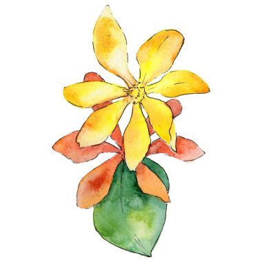 Kır çiçeği gardenya çiçek izole bir suluboya tarzında.