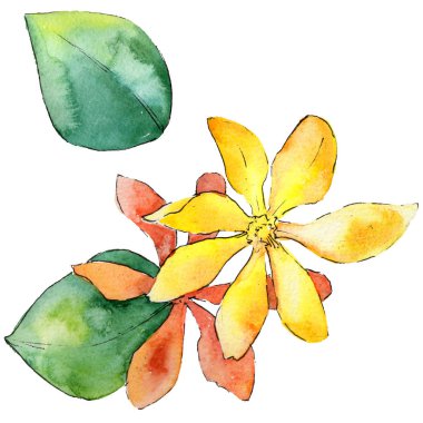 Kır çiçeği gardenya çiçek izole bir suluboya tarzında.