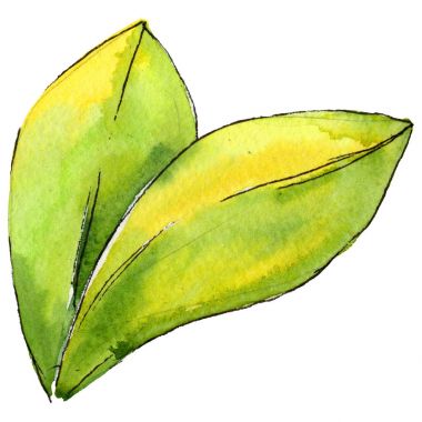 Kır çiçeği yaprağı gardenya çiçek izole bir suluboya tarzında.