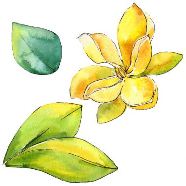 Kır çiçeği gardenya çiçek izole bir suluboya tarzında.