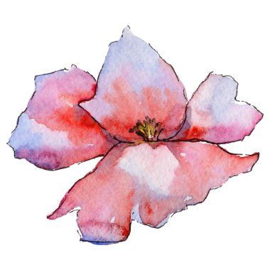 Kır çiçeği haşhaş çiçek izole bir suluboya tarzında.