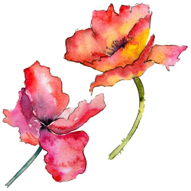 Kır çiçeği haşhaş çiçek izole bir suluboya tarzında.