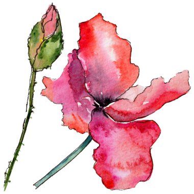 Kır çiçeği haşhaş çiçek izole bir suluboya tarzında.