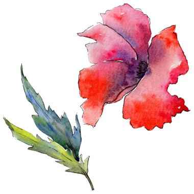 Kır çiçeği haşhaş çiçek izole bir suluboya tarzında.