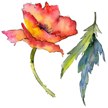 Kır çiçeği haşhaş çiçek izole bir suluboya tarzında.